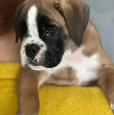 Fawn female 4 litter J