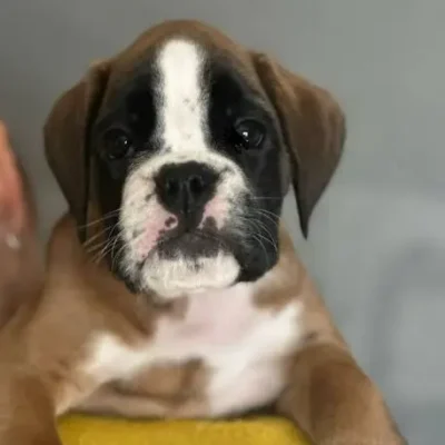 Fawn female 4 litter J