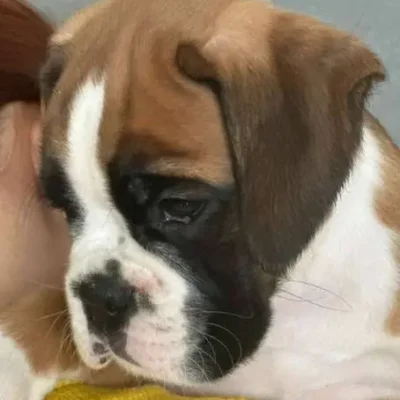 Fawn male 1 litter J