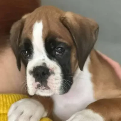 Fawn male 1 litter J