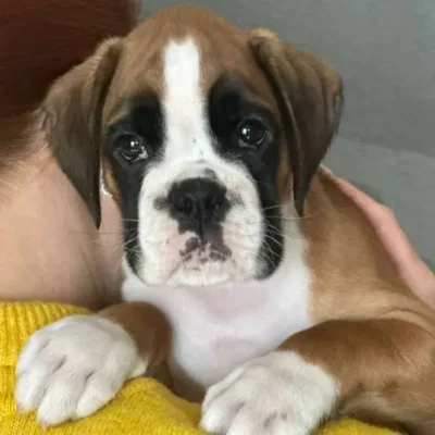 Fawn male 1 litter J