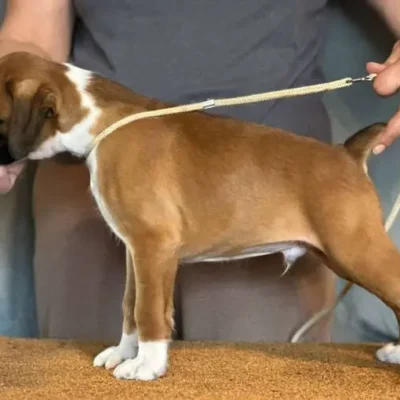 Fawn male 1 litter J