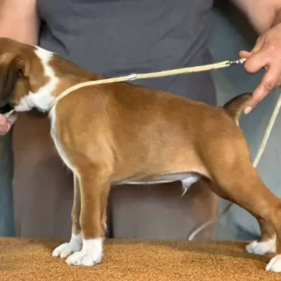 Fawn male 1 litter J