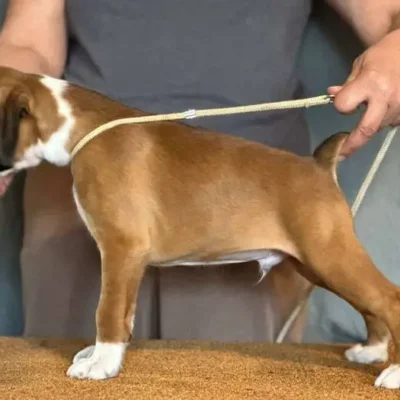 Fawn male 1 litter J