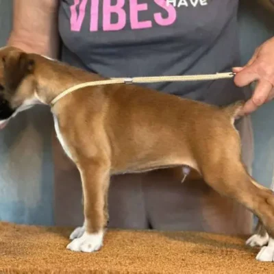 Fawn male 2 litter J