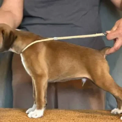 Fawn male 2 litter J