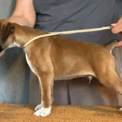 Fawn male 2 litter J