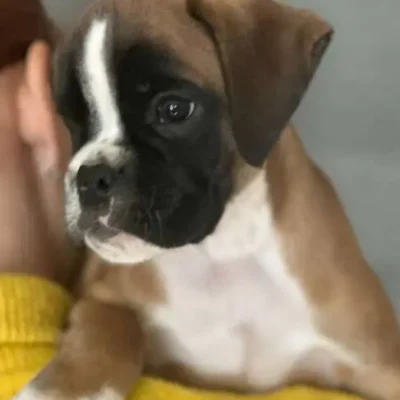 Fawn male 2 litter J