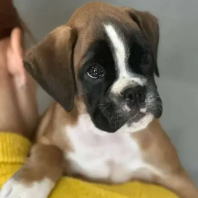 Fawn male 2 litter J