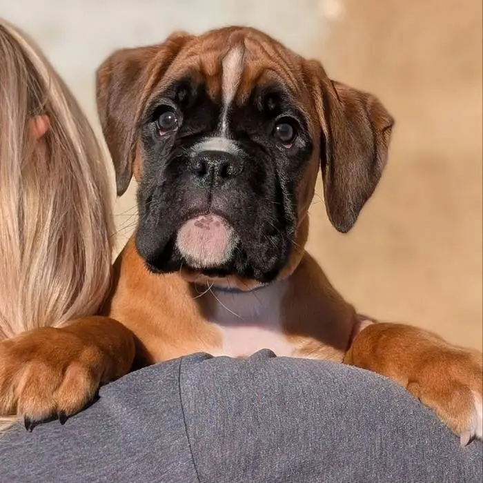 Fawn male Litter I