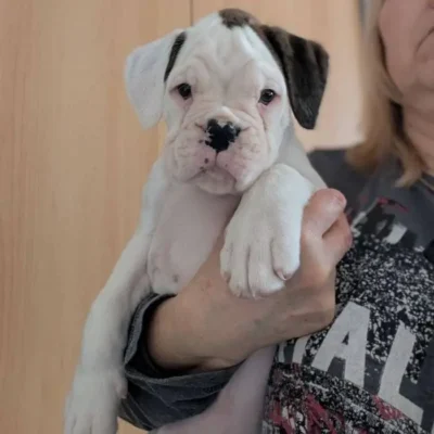 White female Litter I