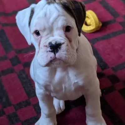 White female Litter I 3