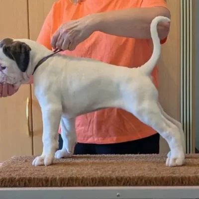 White female Litter I