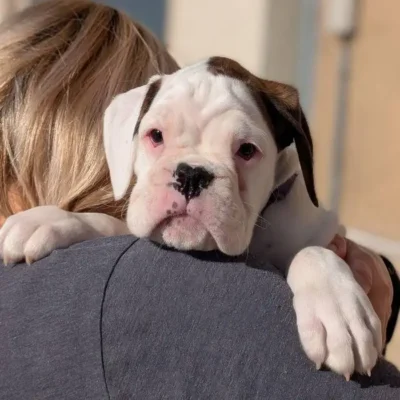 White female Litter I