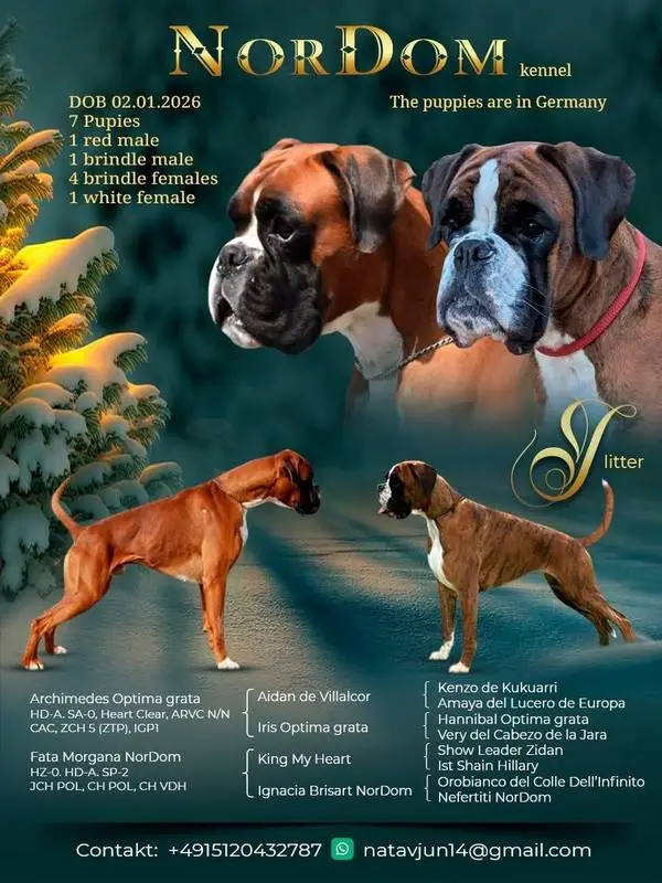 litter I Fata Morgana NorDom Archimedes Optima Grata