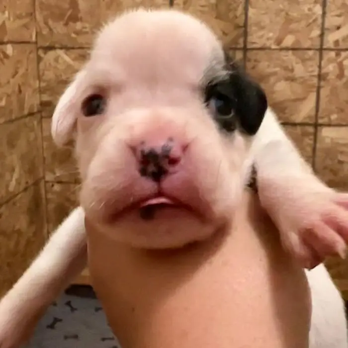 White female 1 Litter L