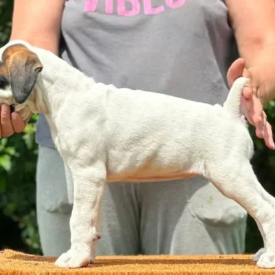White female 1 litter L