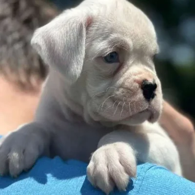 White female 1 litter L