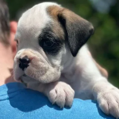 White female 1 litter L