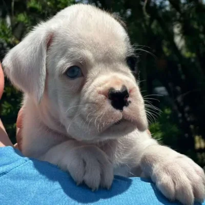 White female 1 litter L