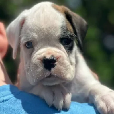 White female 1 litter L
