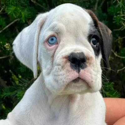 White female 1 litter L