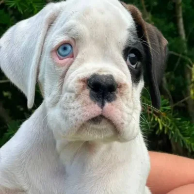 White female 1 litter L
