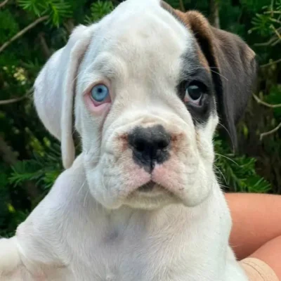 White female 1 litter L