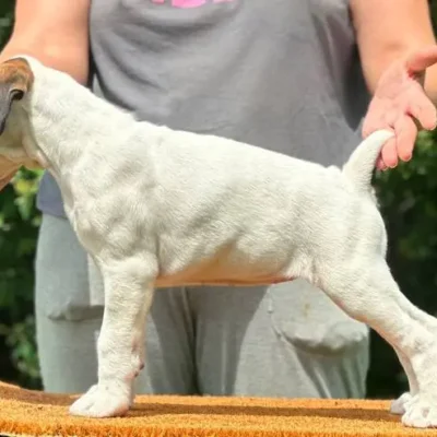 White female 1 litter L