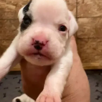 White female 2 litter L