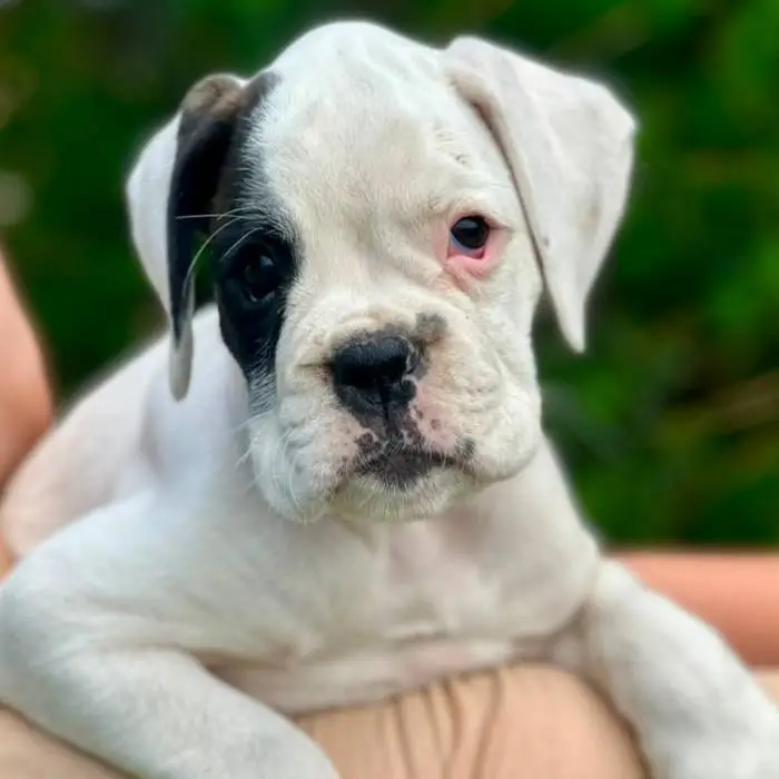 White female 2 Litter L