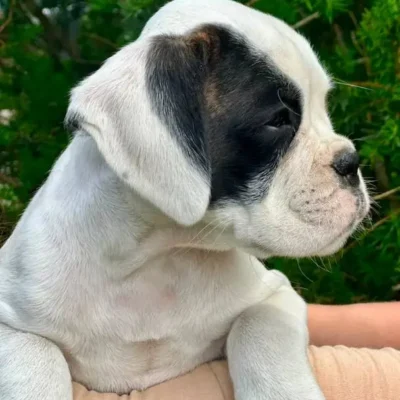 White female 2 litter K