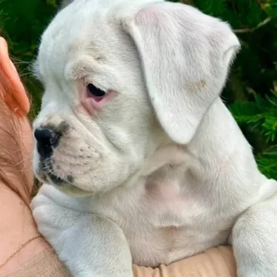 White female 2 litter K