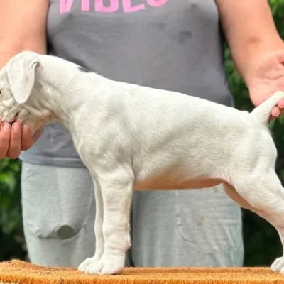 White female 2 litter K
