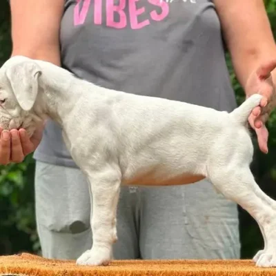 White female 2 litter K