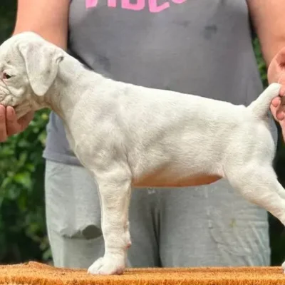 White female 2 litter K