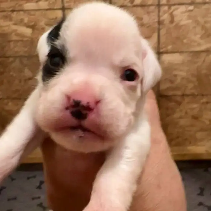 White female 2 Litter L