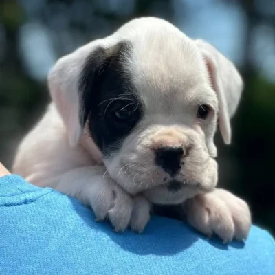 White female 2 litter L