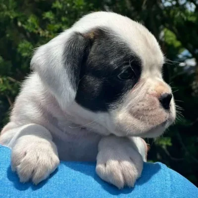 White female 2 litter L