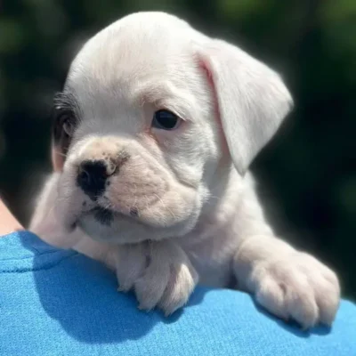 White female 2 litter L