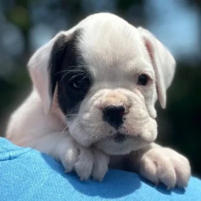 White female 2 litter L