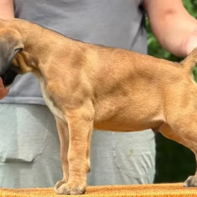 Fawn male litter L
