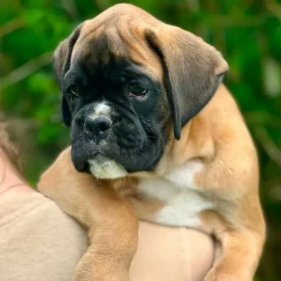 Fawn male litter L