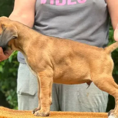 Fawn male litter L