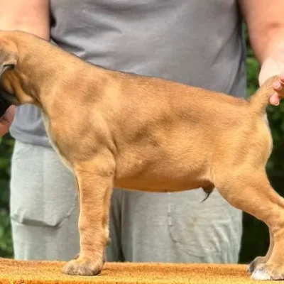 Fawn male litter L