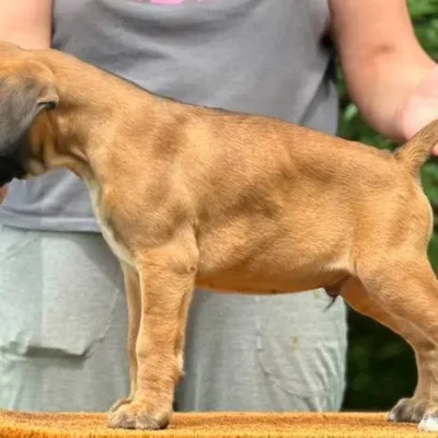 Fawn male litter L