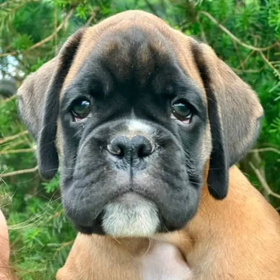 Fawn male litter L