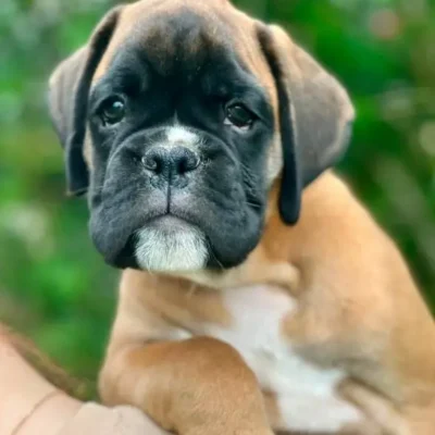 Fawn male litter L