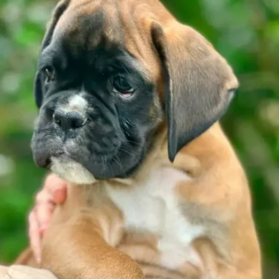 Fawn male litter L
