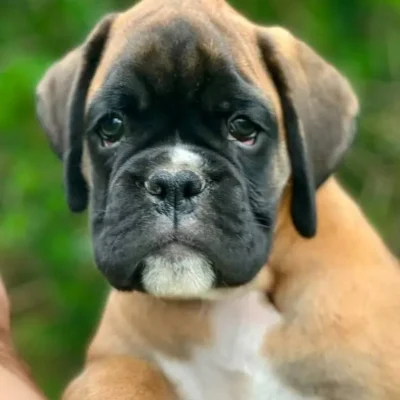 Fawn male litter L